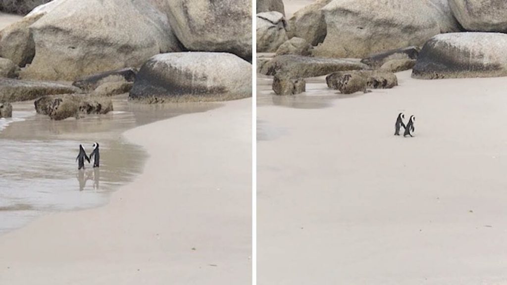 Una coppia di pinguini fa una passeggiata romantica su una spiaggia e diventa virale