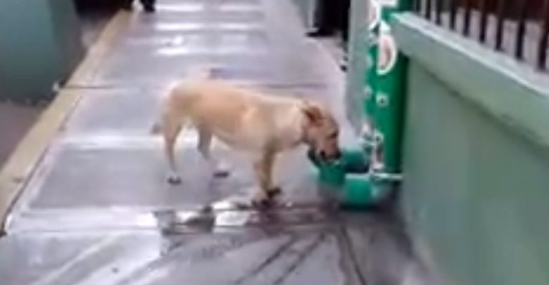 Poliziotti installano dei distributori di acqua e cibo per i cani randagi