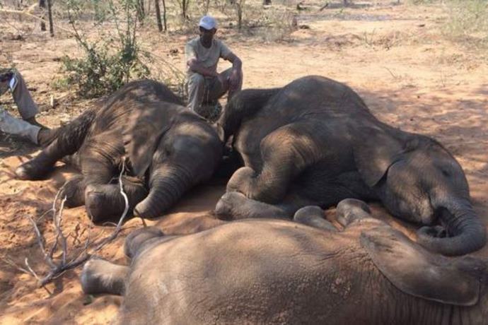 Quasi 100 elefanti uccisi in Botswana: è la strage più grave mai avvenuta in Africa