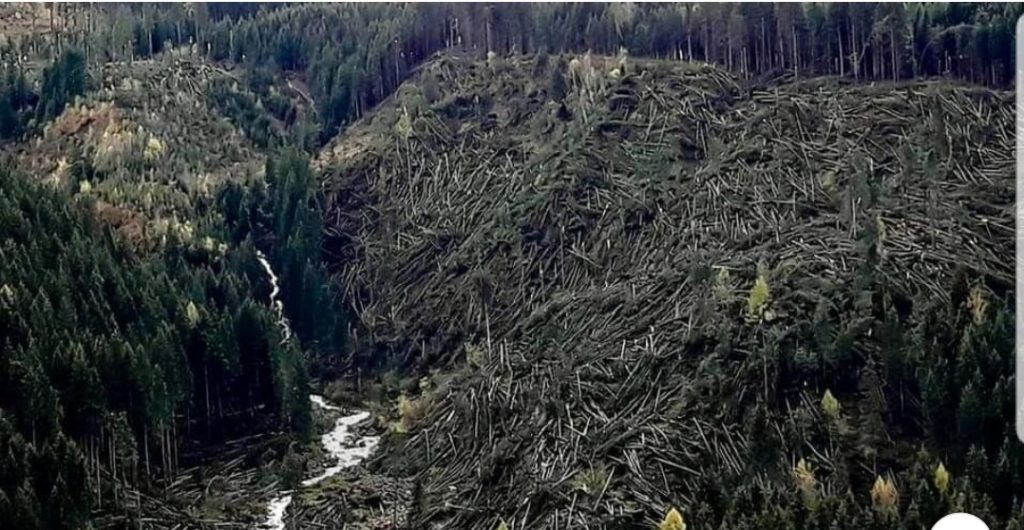 La ‘foresta dei violini’ di Paneveggio (Dolomiti), distrutta dal vento, era tra le 20 più belle del mondo. Ecco le altre