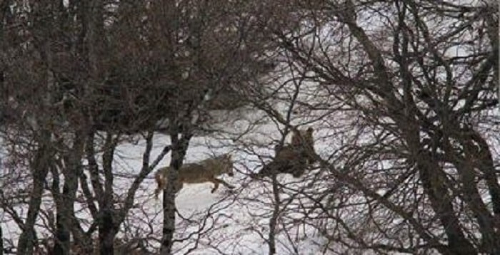 Orso e lupo giocano sulla neve: succede in Abruzzo