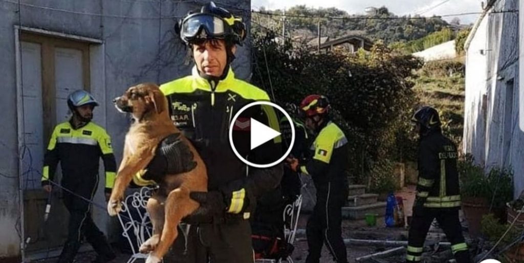 Terremoto Catania, i vigili del fuoco salvano tre cuccioli di cane intrappolati tra le macerie