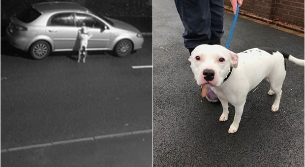 Cane abbandonato in strada rincorre l’auto del padrone e tenta di risalire – Video