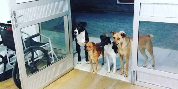Senzatetto ricoverato in ospedale: i suoi cani aspettano fuori dalla porta