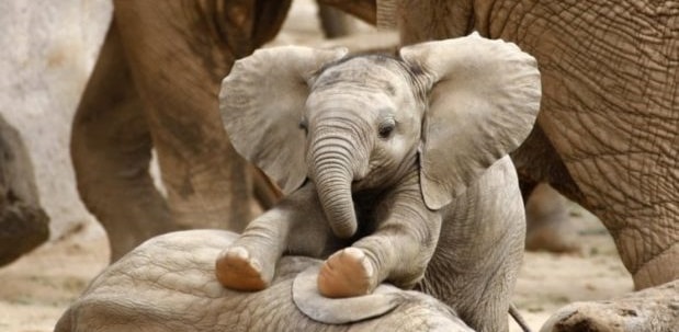 ‘Madre Natura’ al contrattacco: gli elefanti africani si stanno evolvendo senza le zanne per difendersi dai bracconieri