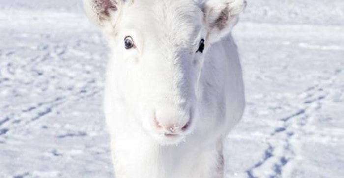 Fotografato rarissimo cucciolo di renna bianca