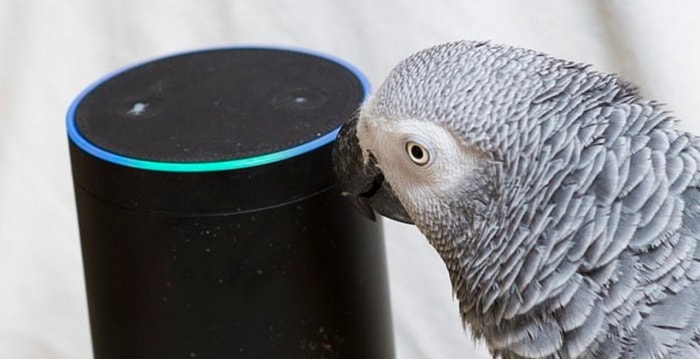 Pappagallo usa Alexa e si ordina del cibo su Amazon
