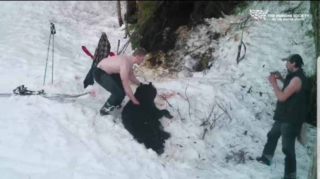 Padre e figlio uccidono mamma orsa e i suoi cuccioli in letargo: incastrati da un video della forestale