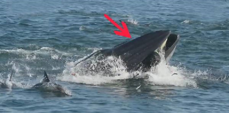 Ingoiato dalla balena e poi risputato, è vivo per miracolo: il racconto da brividi – Video