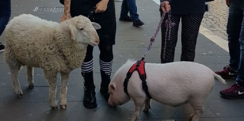 Roma, a spasso in Centro: le foto della pecorella e del maialino diventano virali