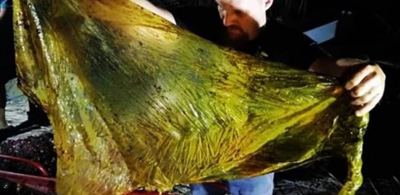 Ritrovati 40 chili di plastica nello stomaco di una balena, situazione drammatica