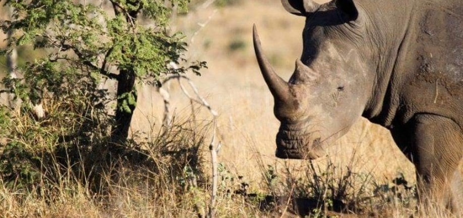 Sud Africa, bracconiere ucciso da un elefante e divorato dai leoni