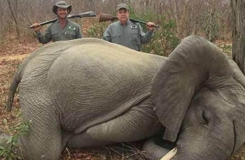 Uccidono un giovane elefante e sorridono orgogliosi con i fucili in spalla