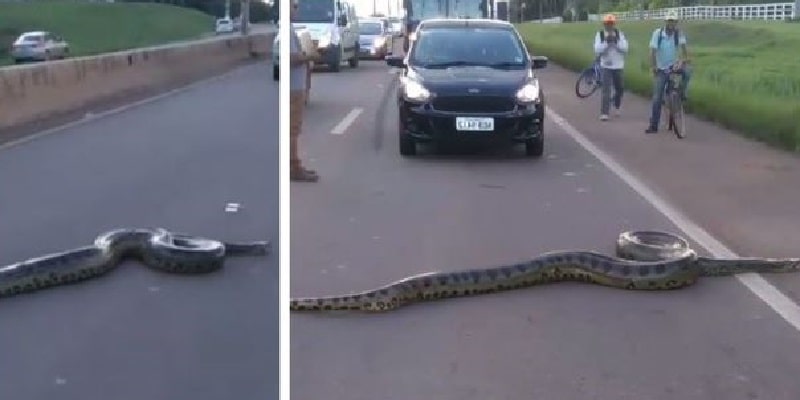 Tutti fermi in autostrada, deve passare un’anaconda gigante (Video)