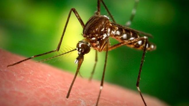 Arriva l’estate: invasione di zanzare. Ecco come difendersi