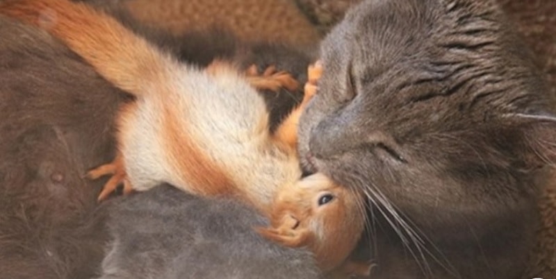 La micia adotta i cuccioli di scoiattolo: il video che ha commosso il web