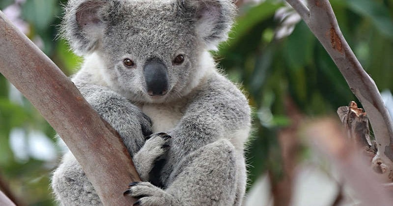 Addio Koala, ne rimangono solo 80mila: sono ufficialmente estinti ‘funzionalmente’
