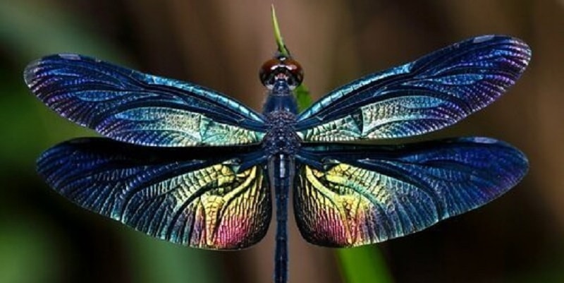 Le libellule (femmine) si fingono morte per evitare le ‘avances’ dei maschi: ecco perché