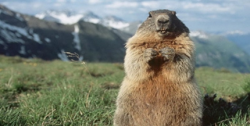 Coppia di coniugi mangia una marmotta cruda e muore di peste bubbonica