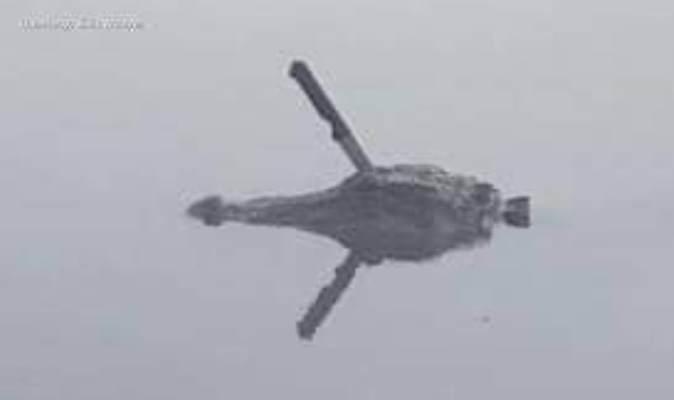 Trovato alligatore a nuotare in un lago con un coltello conficcato nella testa