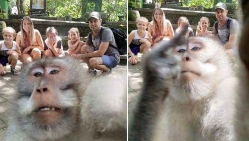 Scimmia afferra macchina fotografica per fare un selfe con la famiglia, e alza il dito medio
