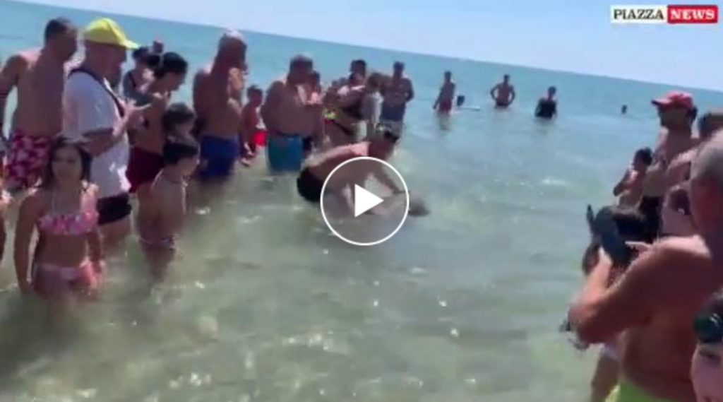 Bagnante trascina tartaruga verso la riva per un selfie: la rabbia del Wwf.[VIDEO]
