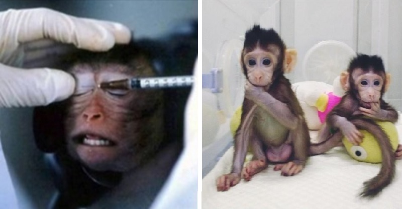 Coronavirus, si infettano le scimmie per cercare una cura efficace