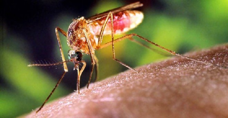 Coronavirus, le zanzare trasmettono il virus? Il prof. Rezza spiega tutto