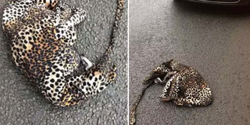 Trova un leopardo in mezzo alla strada e si ferma per aiutarlo