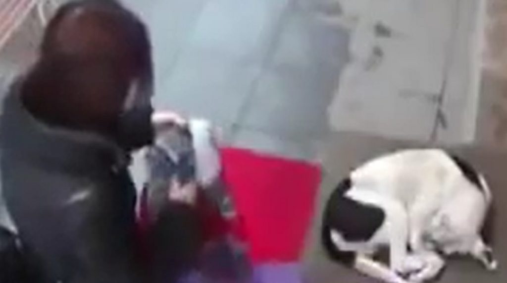 Una donna si avvicina al cane, le telecamere hanno ripreso tutto (Video)