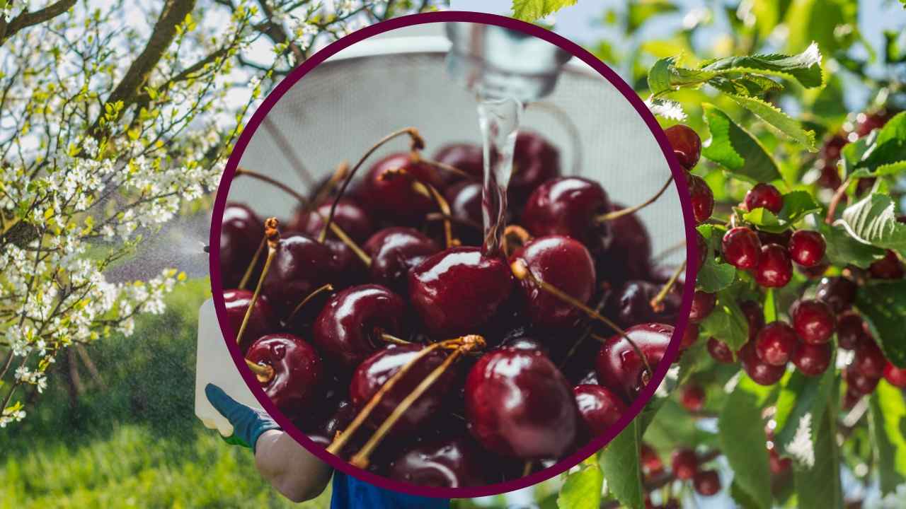 Ciliegie, il frutto più contaminato: inutile lavarle | Solo così fai fuori i pesticidi