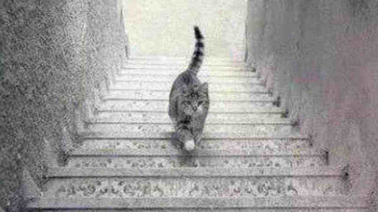 Se lo capisci sei un genio assoluto: cosa sta facendo il gatto? Nessuno ci arriva!