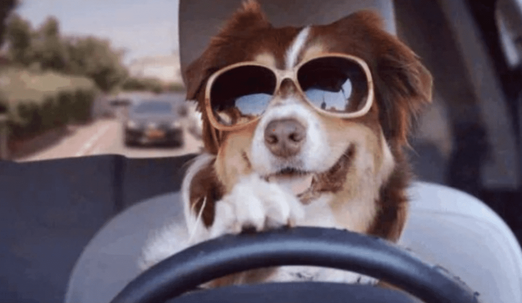 Guida ubriaco e cerca di dare la colpa al cane: “C’era lui al volante”