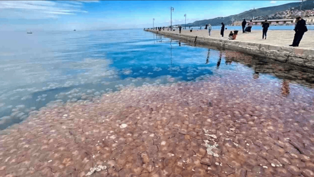 Pericolosa invasione di meduse in Italia: ecco le località marittime da evitare | Vacanze rovinate